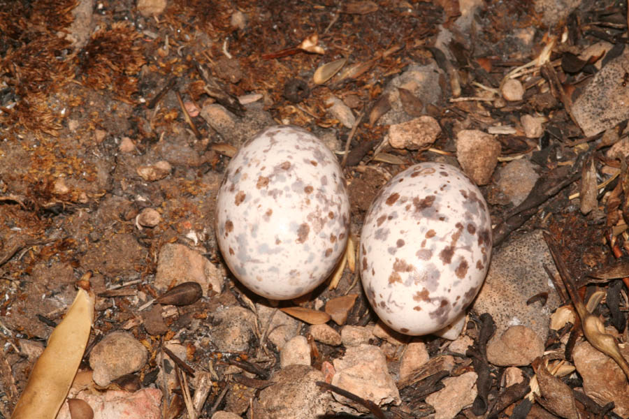 Due uova